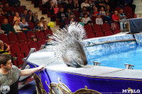 Цирк на воде «Остров сокровищ» в Туле: Здесь невозможное становится возможным, Фото: 136