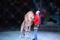 Новая программа в Тульском цирке «Нильские львы». 12 марта 2014, Фото: 2