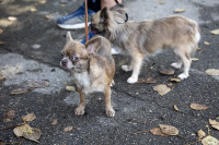 В Туле прошла выставка собак всех пород: фоторепортаж, Фото: 17