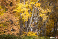 Золотая осень в Ясной Поляне, Фото: 88