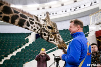 Цирк больших зверей в Туле: милый жираф Багир готов целовать и удивлять зрителей, Фото: 12