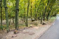 деревья в Платоновском парке , Фото: 20