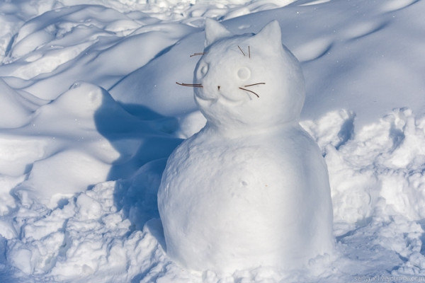 Саратовский котовик - снежный Барсик. Фото Ксении Черновой.