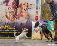 Международная выставка собак, Барсучок. 5.09.2015, Фото: 76