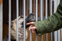 Как живет собачий патруль Туламашзавода, Фото: 22