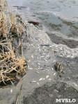 В пруду поселка Октябрьский в Туле из-за загрязнения гибнет рыба, Фото: 2