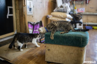 Волонтеры спасли кошек из адской квартиры, Фото: 69