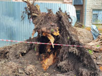 Дерево упало на ул. Софьи Перовской, Фото: 3