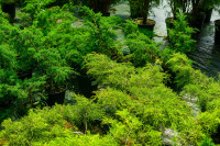 Заокские питомники, Фото: 31