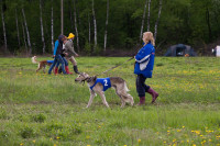 В Туле состоялись собачьи бега, Фото: 39