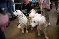Выставка собак в Туле, Фото: 96