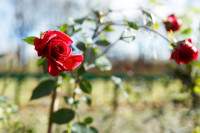 В яснополянской теплице высадили исторические розы, Фото: 2
