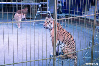 В Тульском цирке родился тигролев, Фото: 14