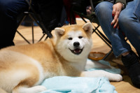 В Туле прошла выставка собак всех пород, Фото: 58