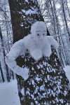 «Король и шут», Умка и женщина в дереве: туляки лепят снеговиков, Фото: 5