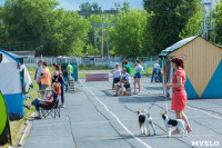 Выставка собак в Туле, Фото: 99