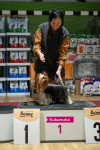 В Туле прошла выставка собак всех пород, Фото: 87