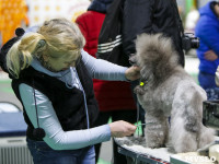 Выставка собак в Туле 14.04.19, Фото: 16