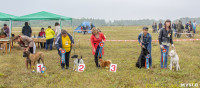 Международная выставка собак, Барсучок. 5.09.2015, Фото: 34