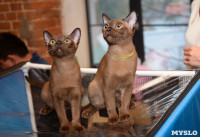 Выставка кошек в Искре, Фото: 2