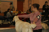 В Туле прошла всероссийская выставка собак, Фото: 16