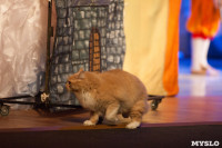 Театр кошек в ГКЗ, Фото: 33
