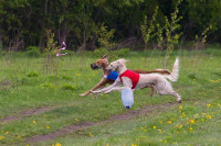 В Туле состоялись собачьи бега, Фото: 42