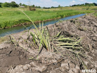В этом году в Тульской области начали расчистку русел еще трех рек, Фото: 9
