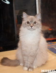 Выставка кошек в Искре, Фото: 8