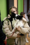 В Туле прошла выставка собак всех пород, Фото: 177