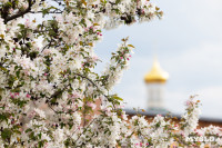 Цветущая Тула, Фото 12