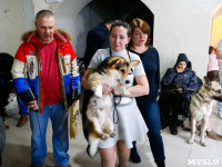 Выставка собак в Туле, Фото: 7