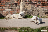 Дворняги, дворяне, двор-терьеры: 50 фото самых потрясающих уличных собак, Фото: 10