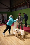 В Туле прошла выставка собак всех пород, Фото: 115