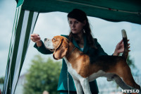 Всероссийская выставка собак в Туле, Фото: 16