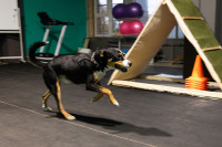 Хвостатые волонтеры: как собаки ищут пропавших живых и мертвых, Фото: 10