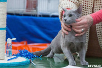 Выставка кошек в Туле, Фото: 51