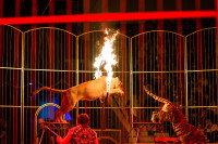 "Чудеса под Новый год" в Тульском цирке, Фото: 137